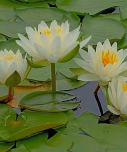 water-lily-flowers (1)
