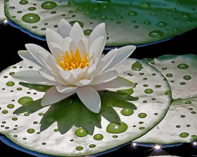 Water Lilies Painting Kit