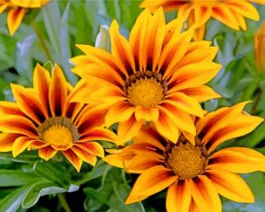 yellow-gazania-paint-by-number