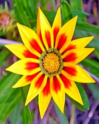 yellow-gazania-paint-by-numbers