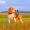 Beagle Dog paint by numbers