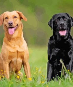 Black And Blonde Labradors paint by numbers