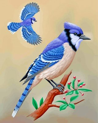 Blue Jay Birds paint by numbers