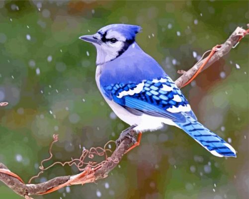 Blue Jay JanLewis paint by number
