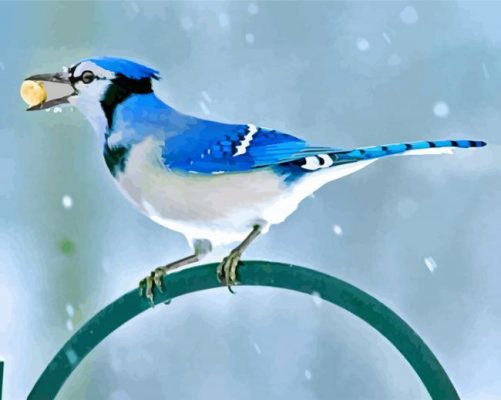 Blue Jay paint by numbers