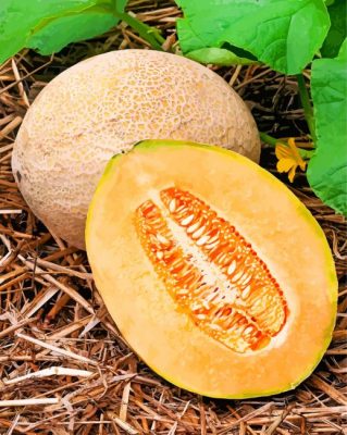 Cantaloupe fruit paint by numbers
