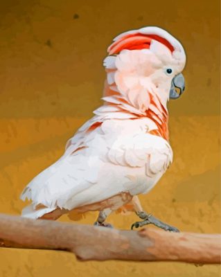 Cockatoo bird paint by number