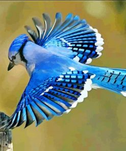 Flying Blue Jay Bird paint by number