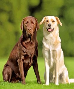 Labrador Retriever Dog paint by numbers