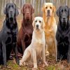 Labrador Retrievers paint by number