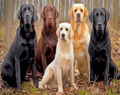 Labrador Retrievers paint by number