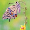 Lepidoptera butterfly paint by number