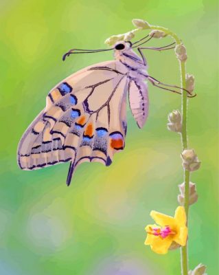 Lepidoptera butterfly paint by number