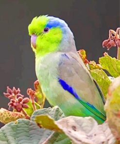 Parrotlet bird paint by numbers