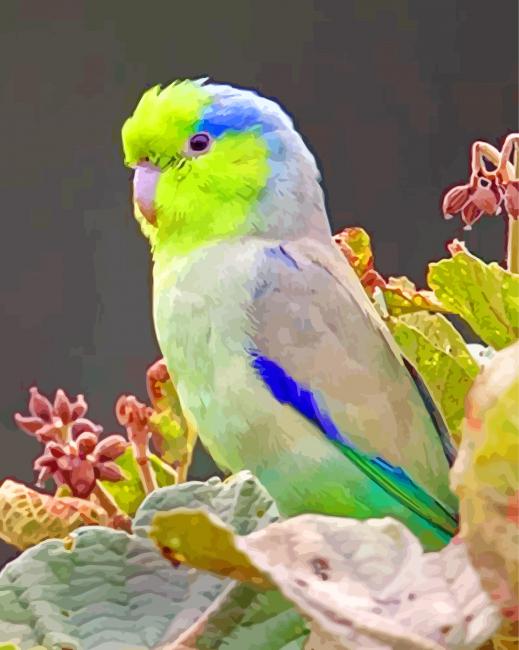 Parrotlet Bird Paint By Number Numeral Paint   Parrotlet Paint By Number 