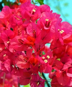 Pink Bougainvillea paint by numbers