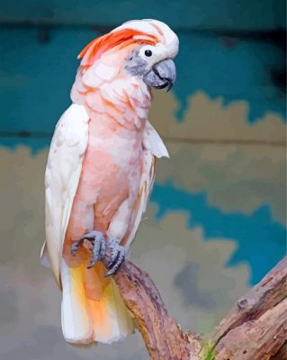 Salmon Crested Cockatoo paint by number