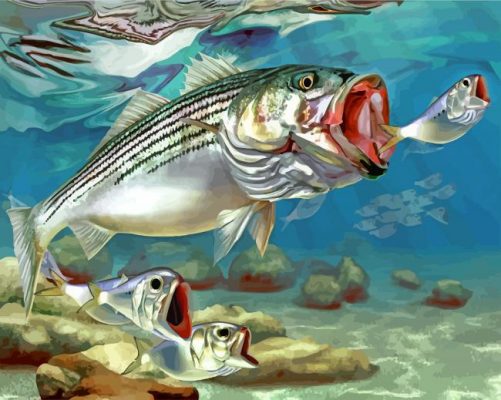Striped Bass Fish paint by numbers