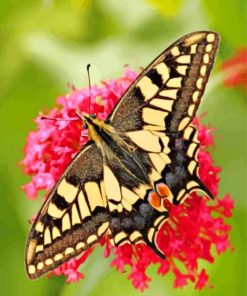 Swallowtail Lepidoptera Butterfly paint by number
