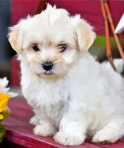 White morkie Dog paint by number