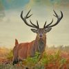 Wild Stag Animal paint by numbers