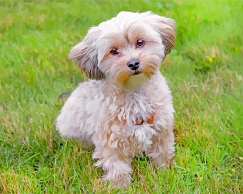Adorable Morkie paint by numbers