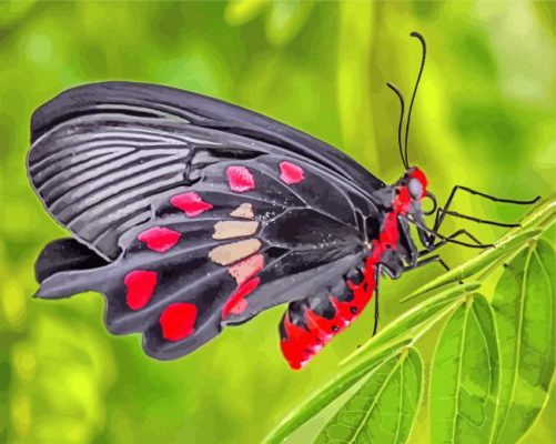 Black Lepidoptera paint by number