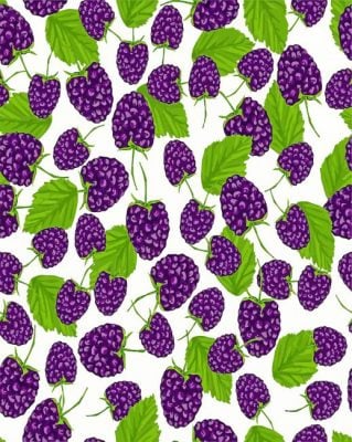 Blackberries Illustration paint by numbers