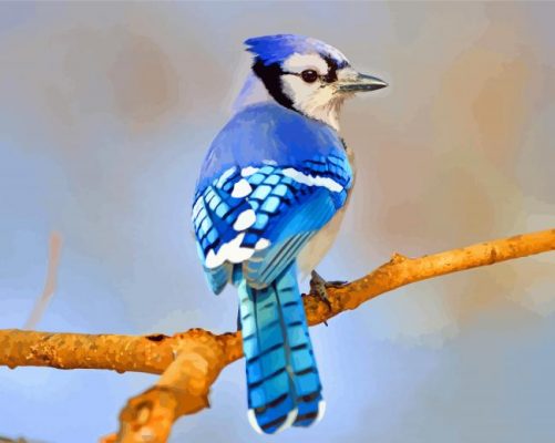 blue jay bird paint by numbers