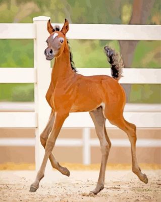 brown Foal paint by number