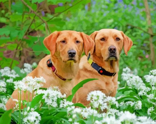 Brown Labrador Retrievers paint by numbers