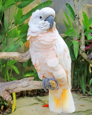 Cockatoo paint by number