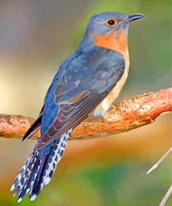 cuckoo bird paint by numbers