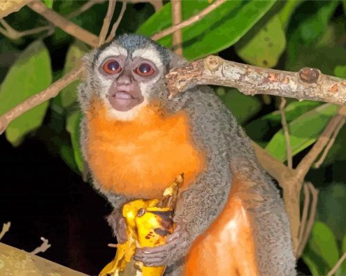 Cute Night Monkey paint by number