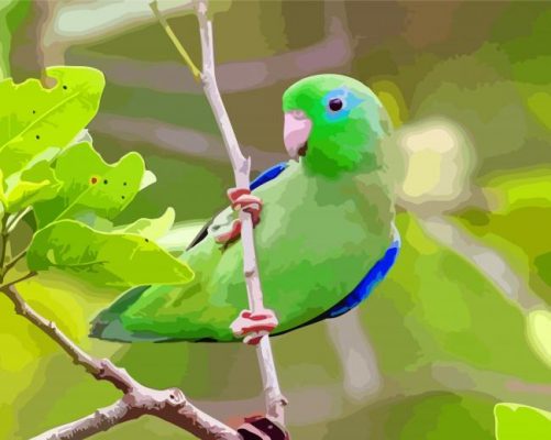 Green Parrotlet paint by numbers