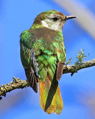 green cuckoo bird paint by numbers