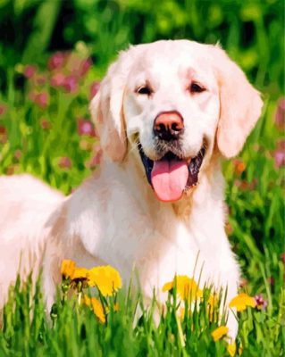 happy Labrador Retriever paint by numbers