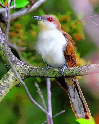 Male Black Billed Cuckoo paint by numbers