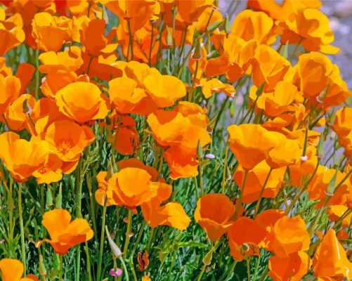 orange california poppy paint by number