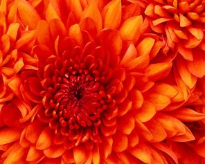 Orange Chrysanthemum paint by numbers