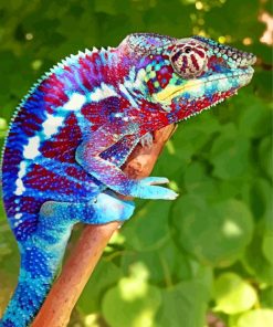 Panther Chameleon paint by number