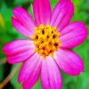 Pink Cosmos Caudatus paint by number