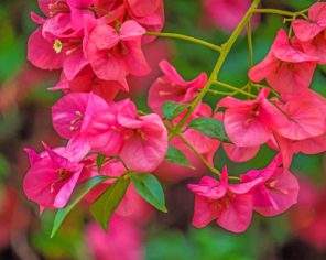 Pink Bougainvillea paint by numbers