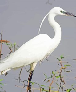 Common Cattle Egret Bird paint by numbers