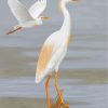 Cattle Egret Bird Paint by numbers