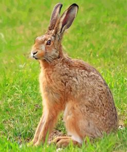 Cute Hare paint by numbers