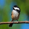 Cute Chickadee Bird paint by numbers