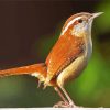 wren bird paint by numbers