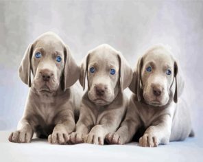 Aesthetic Weimaraner Puppies paint by numbers