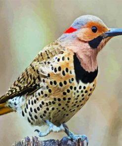 Aesthetic Woodpecker Bird paint by numbers